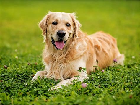 買一隻金毛需要花多少錢？探究金毛犬的價格多樣性