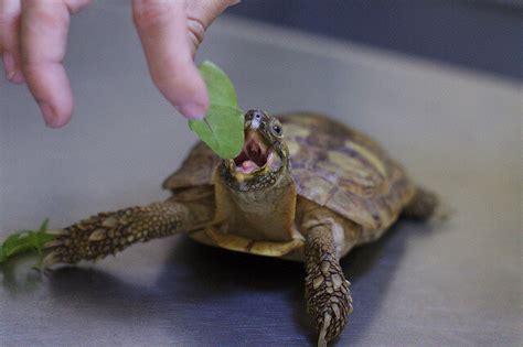 小烏龜的飼料是什麼？與其說是食物，不如說是一種生命的禮物